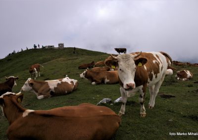 Blegoš – 1562m, 12. julij 2020 (foto Marko Mihalič)